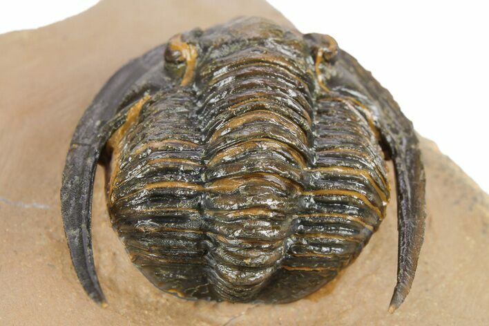 Diademaproetus Trilobite - Foum Zguid, Morocco #252814